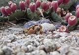 Sage of the Sonora: Conserving the Sonoran Desert Tortoise