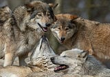 The Siege on Wolves: When Unchallenged Science Sanctions Cruelty