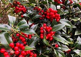 Holly Berry Bounty and Other Left Over Christmas Treats including some Mince Spies; and Rain — Lots…