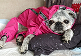 Pug winter fashion!