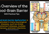 What Is the Blood-Brain Barrier? Why & How to Protect It Proactively