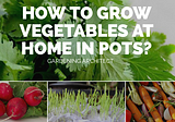 Hey, guys off late I’ve been looking for some easy to grow vegetables at home in pots at our…
