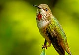A Hummingbird named Agave