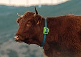 Smart Livestock Tracking Powered by Satellite IoT