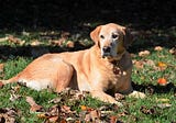 Famed Maryland canine gastronome dies peacefully at home at 13 1/2