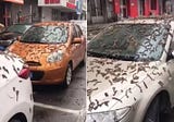 It’s Raining Worms in Beijing China