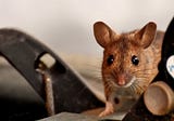 The Mouse-Go Rule for Academic Writing