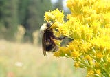 Bumble Bee Atlas project creates nationwide buzz in quest to protect and promote habitat for native…