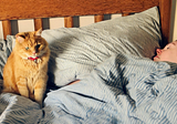 Who is asking for AI generated cat videos?