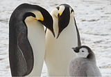 Emperor Penguins Are On The Move to Avoid Breeding On Melting Ice