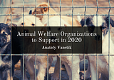 Animal Welfare Organizations to Support in 2020