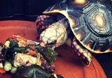 What Do Redfoot Tortoises Eat?