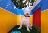 You’re Gonna Want to See This Homemade Dog Selfie Booth