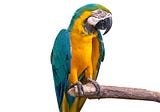 General-Purpose Question-Answering with Macaw