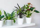 How to Mix Fake Plants With Real Plants