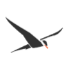 ArcTern Ventures