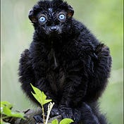 Black Lemur