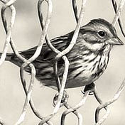 The Sparrow Project
