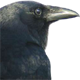 Medium profile picture for @crow