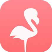 Flamingo Blog