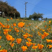 Potrero Commons