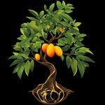 Mango Tree