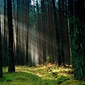 Hercynian Forest