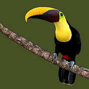 Animals of Costa Rica App