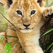 Baby Lion