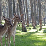 Trailcams