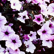 Petunia Petals