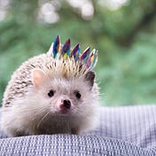 Spryte Magnus