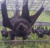 Grumpy Old Bat