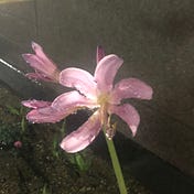 𝘸𝘪𝘵𝘩 𝘭𝘰𝘷𝘦, 𝘯𝘰𝘷 ⋆˚✿˖°