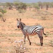 zebra_ojisan