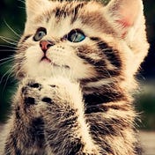 kittycat