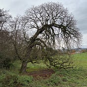 Sybella Loram