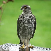 Sparrowhawk