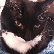 Shelter Cats