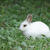 The Night Bunny