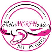 Metamorphosis Ball Pythons