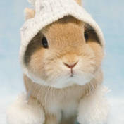 Medium profile picture for @bunnies