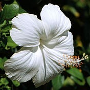 Temaram