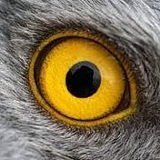 Eagle Eye Analytics