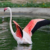 Versatile Flamingo