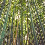 Bamboo Seed Small Caps