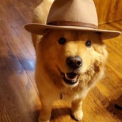 dog with brim hat