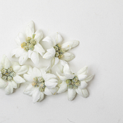 White Edelweiss
