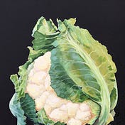 Medium profile picture for @Cauliflower