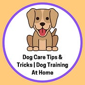 Dog Care Tips & Tricks | Dog Training At Home